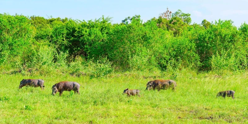 LAKE MANYARA AND NGORONGORO