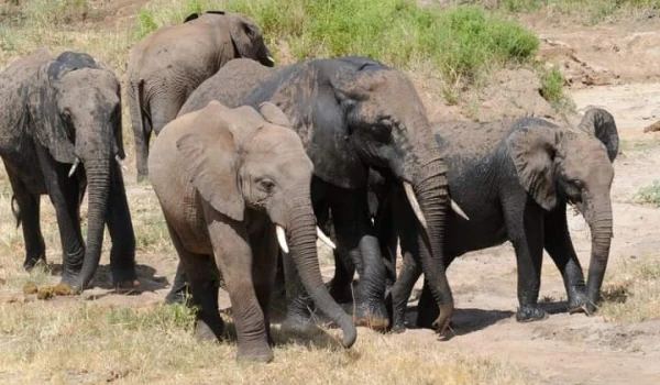 serengeti wonder safari