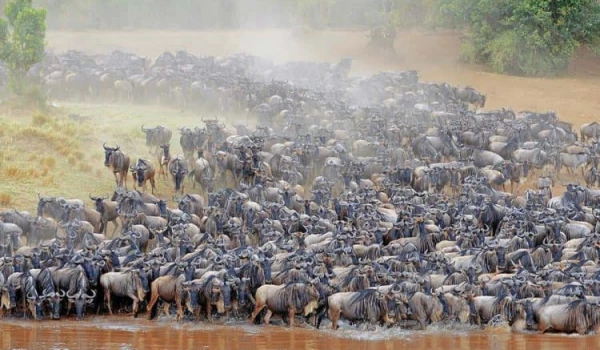 unbeatable wildebeest migration serengeti safari