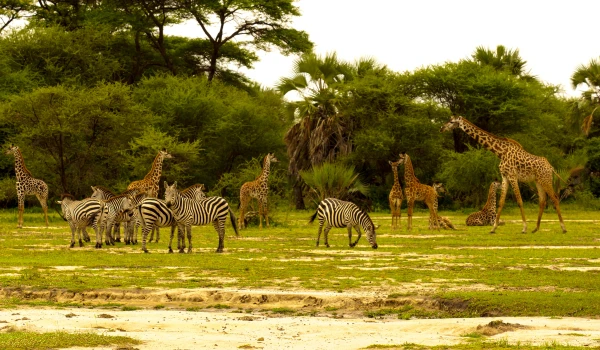 Tarangire National Park