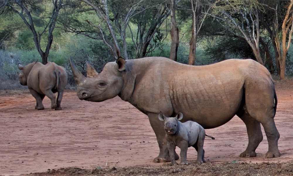 Mkomazi National Park