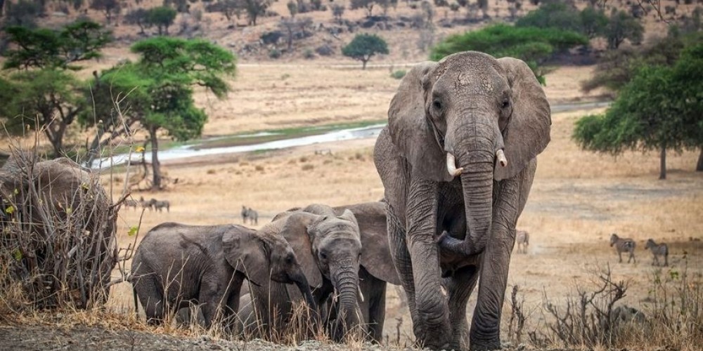 Tarangire National Park