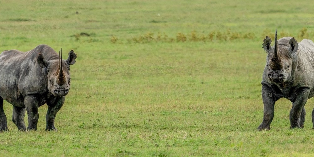 Ngorongoro Conservation Area